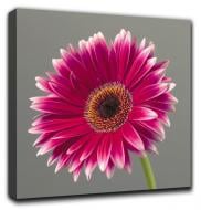 Репродукція AF Gerbera 048 50x50 см RozenfeldArt