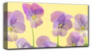 Репродукция AF20111108 Violets 018C02 28x50 см RozenfeldArt