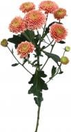 Хризантема Ellison Salmon спрей (кущова) помаранчева (Нідерланди)