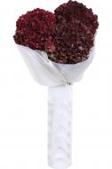 Гортензія Magical Ruby Red 50 см красный Гортензія Magical Ruby Red 50 см красный