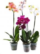 Растение Фаленопсис микс 1 ствол Акция! 12х50 см