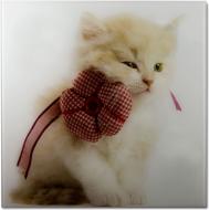 Картина на стекле Кот с бантом 45x45 см 450*450