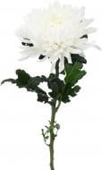 Хризантема Antonov одноголовая белая (Нидерланды)