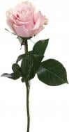 Роза Pink Mondial одноголовая классическая 60 см розовая (Нидерланды)