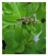 Семена базилик зеленый американский Голубые специи 0,5 г Професійне насіння