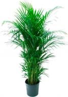 Растение Дипсис 17x75 см