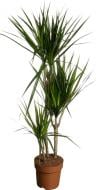 Растение Драцена Marginata 3 ствола 21x120 см