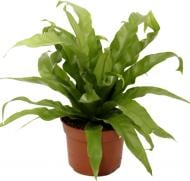 Растение Асплениум Antiquum 12x25 см