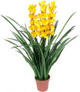 Растение Цимбидиум 2 ствола 14х100 желтый