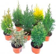 Растение Хвойный микс 9x20 см