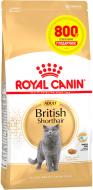 Корм сухий Royal Canin British Shorthair Adult 3,2 кг + 800 г