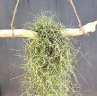 Растение Тіландсія усневидна Растение Тіландсія усневидна