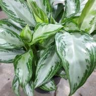 Растение Аглаонема 21х50 Silver Bay Compact