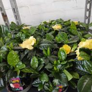 Растение Гардения 13x20 Растение Гардения 13x20