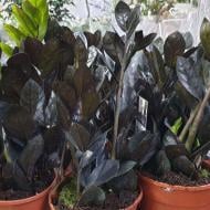 Рослина Заміокулькас 17х65 чорний Raven