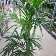 Рослина Ховея 24х170