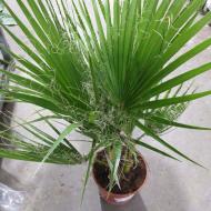 Растение Вашингтония 21x130