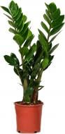 Растение комнатное Замиокулькас 17/75 Zamioculcas Zamiifolia