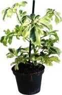 Растение комнатное Шеффлера 9/20 Schefflera Janine