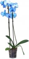 Растение комнатное Фаленопсис blue. 12х60 см 1 ст.