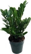 Рослина кімнатна Заміокулькас 23/85Zamioculcas Zamiifolia