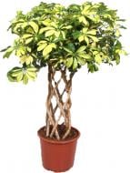 Растение комнатное Шефлера 21/110 Schefflera Trinette