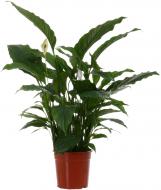 Растение Спатифиллум / Spathiphyllum Sensation 24х140 см