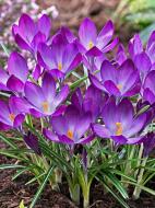 Бульбоцибулина крокуса ботанічного Рубі Джаєнт 5 шт.