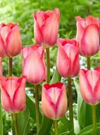 Цибулина тюльпана Дарвіна Оранж ван Ейк 3 шт. Цибулина тюльпана Дарвіна Оранж ван Ейк 3 шт.