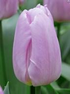 Луковица тюльпана простого раннего Лайт Пинк Принс 3 шт. Луковица тюльпана простого раннего Лайт Пинк Принс 3 шт.