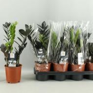 Растение Замиокулькас 14х40 черный Raven