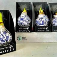 Растение Гиппеаструм 0х35 микс луковица в воске живопись в коробке