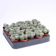 Растение Кактус 05х08 Mammillaria Bombycina Растение Кактус 05х08 Mammillaria Bombycina