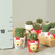 Растение Кактус 08х15 микс в керамическом новогоднем кашпо Растение Кактус 08х15 микс в керамическом новогоднем кашпо