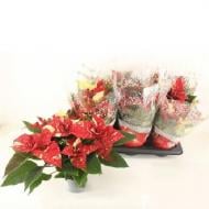 Растение Пуансетия 13х35 Super New Glitter красная