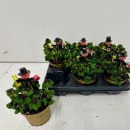 Растение Оксалис (кислица) треугольная 12х20 зеленая