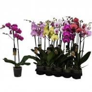 Рослина Фаленопсис (орхідея) 12х60 2 стовбури мікс (Bernhard)