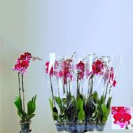 Растение Фаленопсис (орхидея) 12х75 2 ствола Big Lip Hot Kiss (Kw J.P. Konst & Zn)