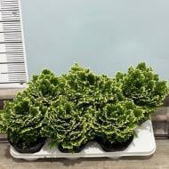 Растение Селагинелла 15х30 Jori