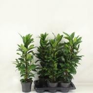 Растение Фикус микрокарпа 17х80 Cyathipulia Compacta