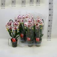 Растение Фаленопсис (орхидея) каскад 12х50 2 ствола Calypso (Kw J.P. Konst & Zn B)