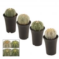 Растение Кактус 07х12 Astrophytum Asterias Растение Кактус 07х12 Astrophytum Asterias