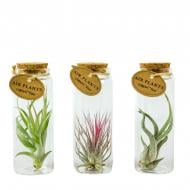 Растение Тилландсия 06х15 микс в стеклянной колбе