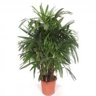 Растение Рапис 27х140