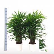 Растение Рапис 24х130