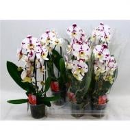 Растение Фаленопсис (орхидея) каскад 12х45 2 ствола Kellion (Kw J. P. Konst & Zn BV)