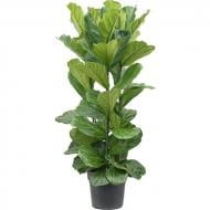 Рослина Фікус лірата 34х170 3рр