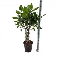 Растение Фикус бенгальский 31х140 Audrey ствол заплетен пустотелой косой