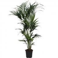 Растение Ховея 27х180