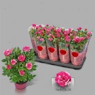 Растение Роза 12х30 крупноголовая Bicolor розовая